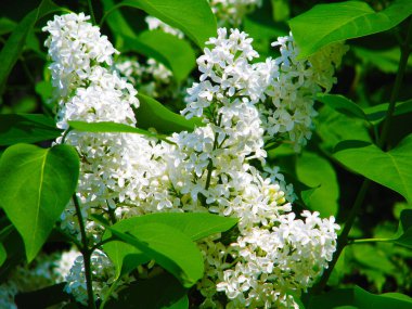 Leylak çiçekleri yazın beyazlar.