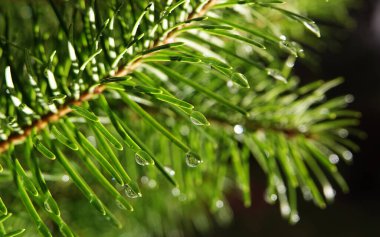 Kozalaklı ağaç dalıyla Ross damlaları - yakın plan