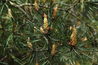 Kozalaklar uzun iğneli bir kozalakta kümeler halinde büyürler.