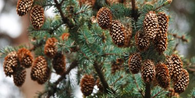Büyük güzel bir çiçek şeklinde kozalaklı kozalaklı ağaçlar.