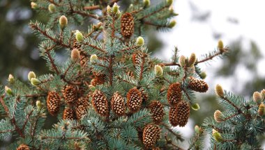Büyük güzel bir çiçek şeklinde kozalaklı kozalaklı ağaçlar.
