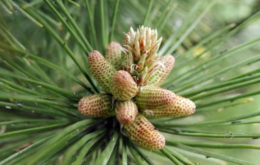 İlkbaharda kozalak ve dalların kozalaklı ağaçlarda büyümesinin başlangıcı