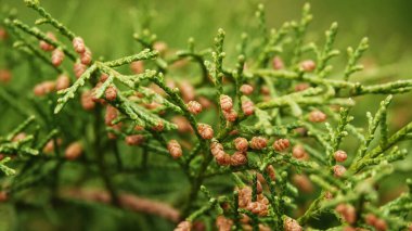 Kozalaklı ağaçlar, ağaç dalları ve kozalaklı ağaçlar.