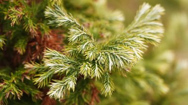 Kozalaklı ağaçlar, ağaç dalları ve kozalaklı ağaçlar.