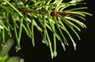 Kozalaklı ağaç dalıyla Ross damlaları - yakın plan