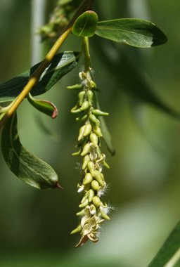 İlkbaharda ağaçlar uyanır, tomurcuklar açılır, yapraklar belirir.