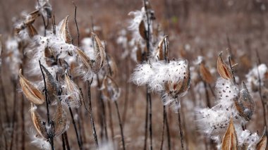 Bilinmeyen bitki tomurcukları, açık yılan ağzına benzer, rüzgarda yumuşacık tohumlar bırakır.