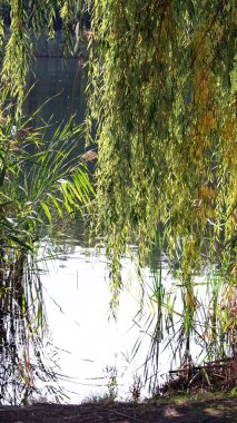 Ağaçları ve parlak suyu olan temiz bir göl.