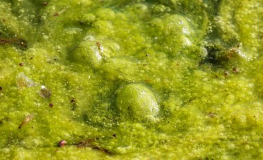 Sahilde bataklık çamuru olan kirli şehir gölü