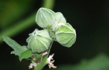 Ormanda büyüyen marshmallow bitkisi