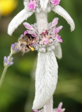 Tüylü yapraklı bitki Stachis Woolly Koyun kulaklı Chistets Byzantine