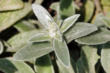 Tüylü yapraklı bitki Stachis Woolly Koyun kulaklı Chistets Byzantine