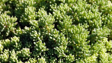 Ormanda büyüyen taş fabrikası.