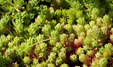 Ormanda büyüyen taş fabrikası.