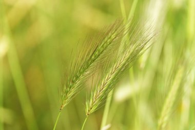 Fare arpa bitkisi - Ormanda ve tarlada yabani Hordeum marinyumu