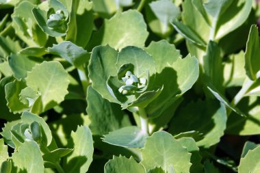 Kalın ve sulu yapraklı lahana bitkisi