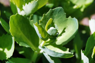 Kalın ve sulu yapraklı lahana bitkisi