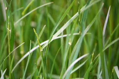 Çayırdaki çimler yeşilin farklı tonlarında parıldıyor..