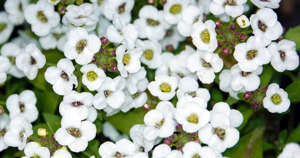 Çiçekler Lobularia, Deniz kenarı Lobularia, Tatlı Alison, Tatlı Alyssum Kar Kristalleri, Çim Yapıcı,