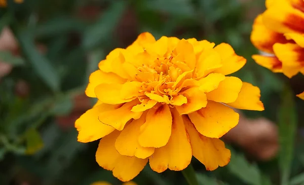 Yellow chrysanthemum flowers nature of Ukraine