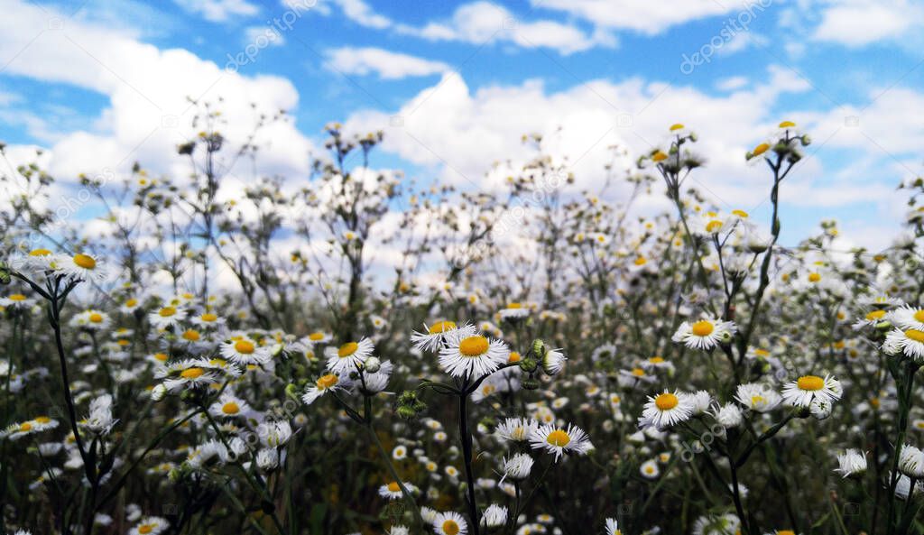 Daisies and chamomile field against the blue sky