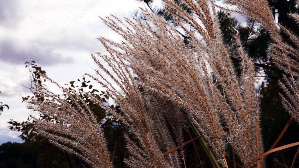 Blooming reeds with spikelets sway in the wind