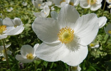 Anemone Dubravnaya or White Anemone is a very delicate and beautiful white flower clipart