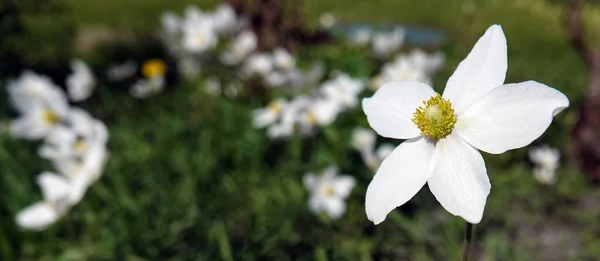 Anemone Dubravnaya White Anemone Very Delicate Beautiful White Flower — Stock Photo, Image