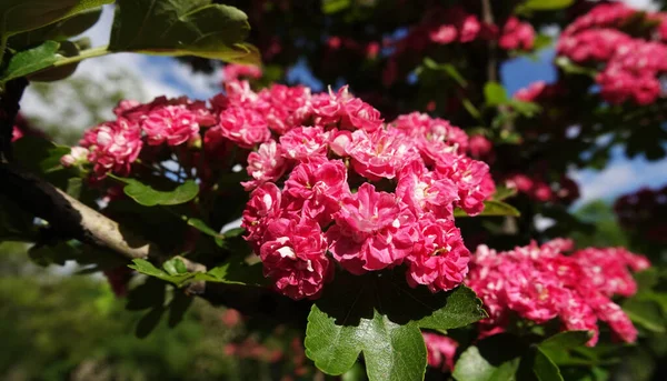 Flor Primavera Espino Rosa Flores Las Ramas — Foto de Stock