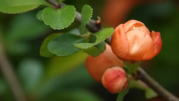 Květiny Japonský Quince Oranžovými Květy Zasazené Parku Města Kyjev — Stock fotografie