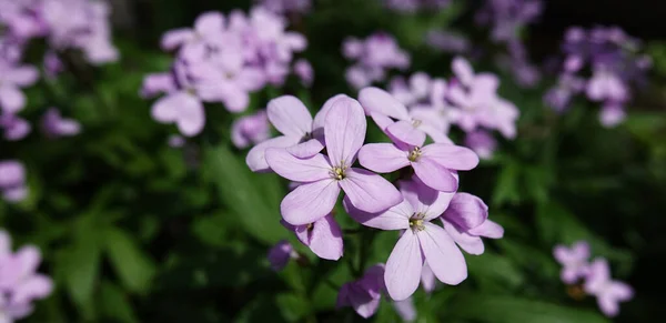 Violet Fleurs Délicates Vechernitsa Motrona Violet Nuit — Photo