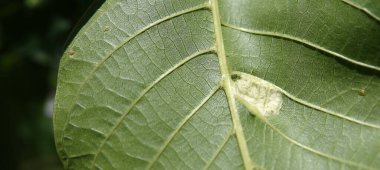 Ceviz yapraklarında böcek pupa izleri var.