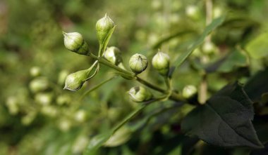 Deutzia çiçekleri zarif çalılar baharda açan küçük çiçeklerle