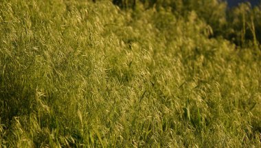 Vahşi yulaf bitkisi baharda tarlada çok sayıda yetişiyor.