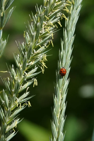 Materia Silvestre Leymus Cinereus Floreciendo Primavera — Foto de Stock