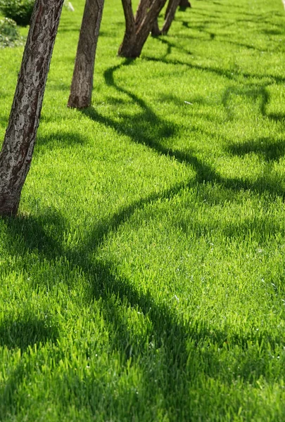 Shadow on the lawn grass from trees with bizarre lines