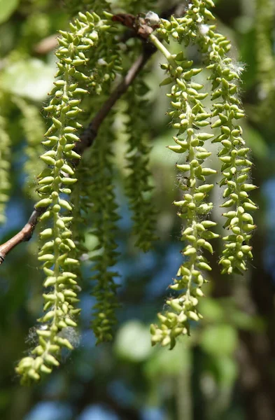 Seeds Poplar Tree Spring Hang Bunches — Stock Photo, Image