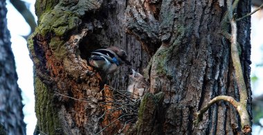 Vahşi kuş Jay ve yuvadaki yavruları
