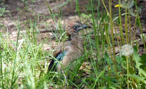 Wildvogel Eichelhäher Und Seine Nestküken — Stockfoto