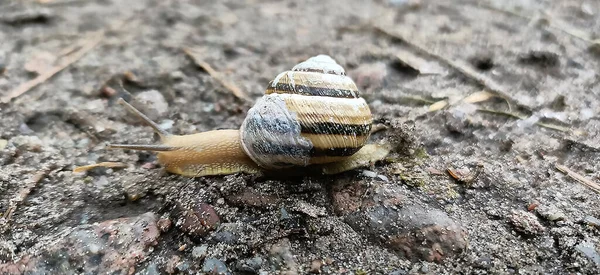 Caracol Rastejando Caminho Floresta Close — Fotografia de Stock