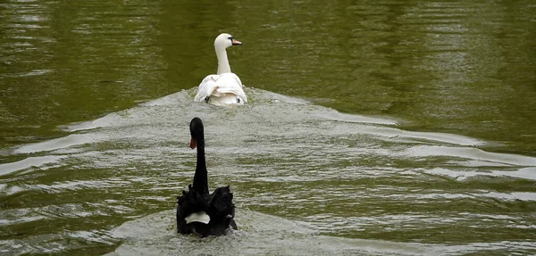 Ein Weißer Und Schwarzer Schwan Schwimmen See Kiewer Stadtpark — Stockfoto