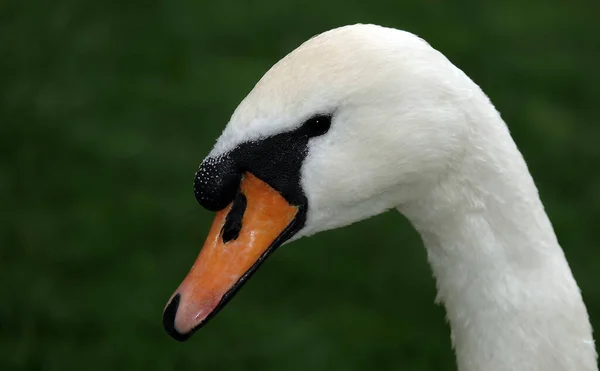 Weißer Schwan Kiewer Stadtpark See — Stockfoto