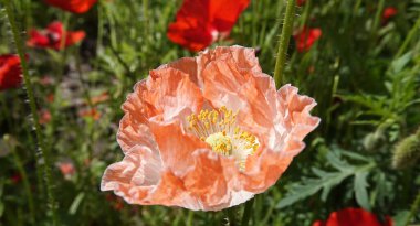 Büyük pembe çiçekli Poppy 'nin bahar çiçekleri