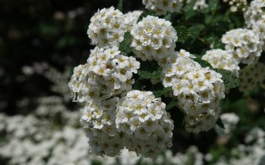 Spirea Kantonca çiçekleri baharda büyük küçük çiçek kümeleriyle açar.
