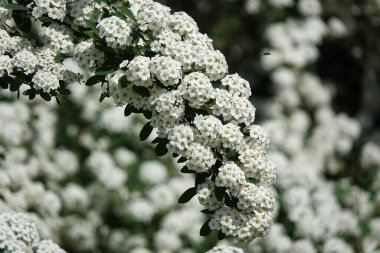 Spirea Kantonca çiçekleri baharda büyük küçük çiçek kümeleriyle açar.
