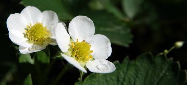 Yazın başında beyaz çiçeklerle yabani çilekler açıyor.
