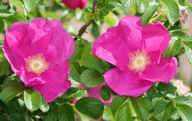 Kırmızı ve pembe çiçeklerle açan gül kalçalar.