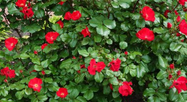 Kırmızı ve pembe çiçeklerle açan gül kalçalar.