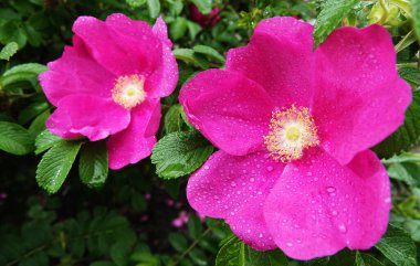 Kırmızı ve pembe çiçeklerle açan gül kalçalar.