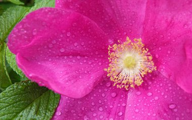 Kırmızı ve pembe çiçeklerle açan gül kalçalar.